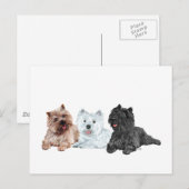 Westie en Cairn Terriërs Briefkaart (Voorkant / Achterkant)