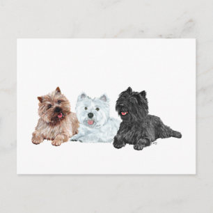 Westie en Cairn Terriërs Briefkaart