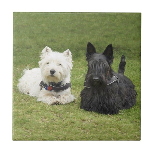 Westie en Scottie Green Grass Tegeltje (Voorkant)