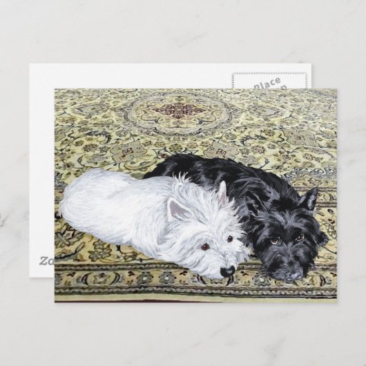Westie en Scottie in Ease Briefkaart (Voorkant / Achterkant)