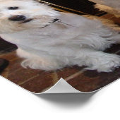 Westie Girl Trio Poster (Hoek)