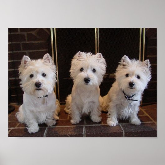 Westie Girl Trio Poster (Voorkant)
