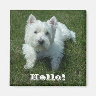 Westie Hallo Photo Magnet