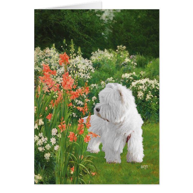 Westie in de tuin (Voorkant)