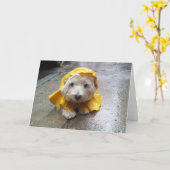 Westie in Geel MAC van de Regen! Kaart (Gele Bloem)