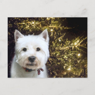 Westie Kerstmis Feestdagenkaart