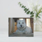 Westie met Dog Bone Photo Briefkaart (Staand voorkant)