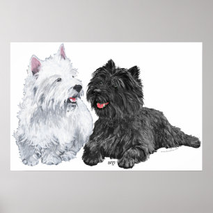 Westie met een Black Cairn Terrier Poster