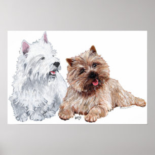 Westie met een bruine Cairn Terrier Poster