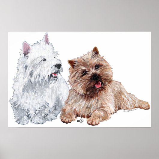 Westie met een bruine Cairn Terrier Poster (Voorkant)