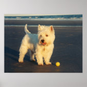 Westie met een geel Poster (Voorkant)