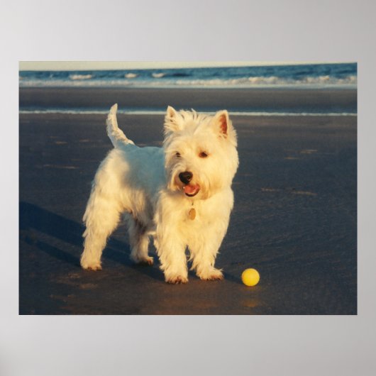 Westie met een Gele Bal Poster (Voorkant)