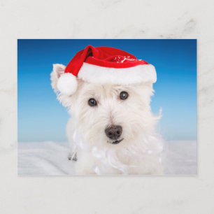 Westie met kerstmuts en baard feestdagenkaart