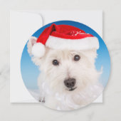 Westie met kerstmuts en -baard feestdagenkaart (Voorkant)