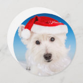 Westie met kerstmuts en baard feestdagenkaart (Voorkant / Achterkant)