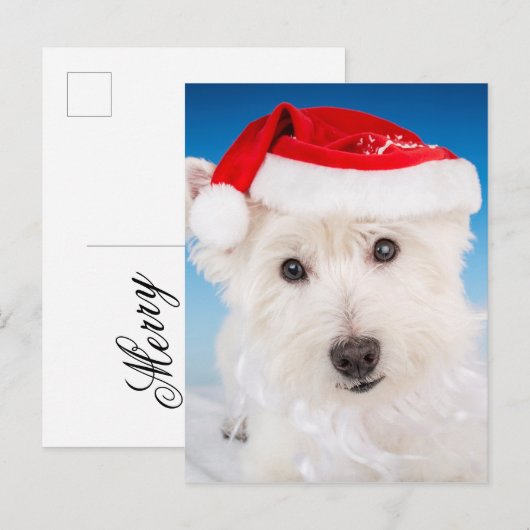 Westie met kerstmuts en -baard feestdagenkaart (Voorkant / Achterkant)