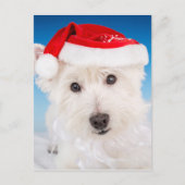 Westie met kerstmuts en -baard feestdagenkaart (Voorkant)