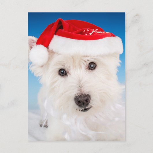 Westie met kerstmuts en baard feestdagenkaart (Voorkant)