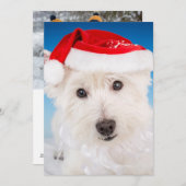 Westie met kerstmuts en baard feestdagenkaart (Voorkant / Achterkant)