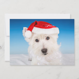 Westie met Santa Hat en Bard Feestdagenkaart