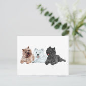 Westie met twee Cairn Terriers Briefkaart (Staand voorkant)