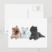 Westie met twee Cairn Terriers Briefkaart (Voorkant / Achterkant)