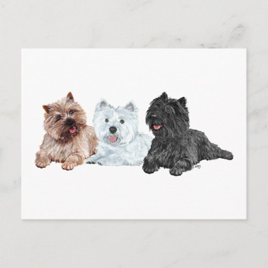 Westie met twee Cairn Terriers Briefkaart (Voorkant)