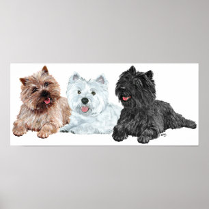 Westie met twee Cairn Terriers Poster