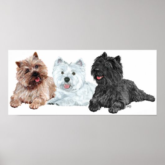 Westie met twee Cairn Terriers Poster (Voorkant)