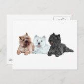 Westie met twee Caïro Terriers Briefkaart (Voorkant / Achterkant)
