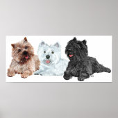 Westie met twee Caïro Terriers Poster (Voorkant)