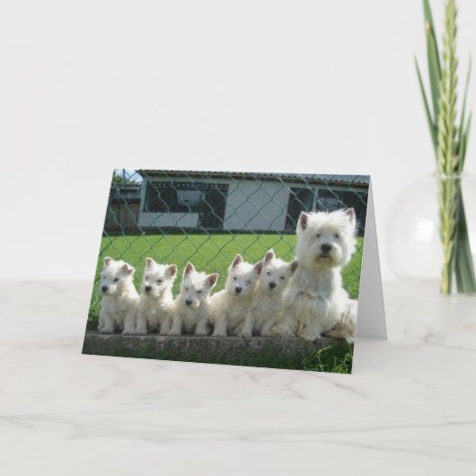 Westie Moeder en Puppies Kaart (Voorkant)