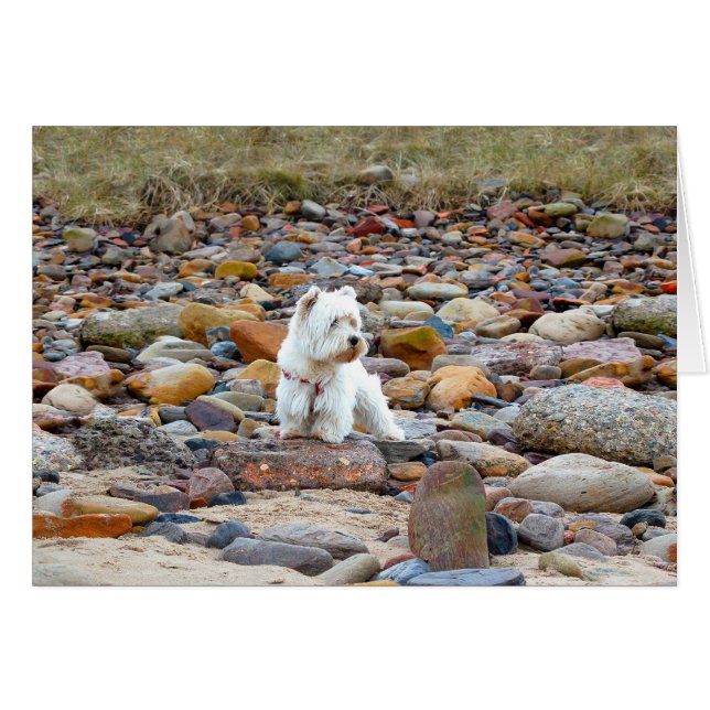 Westie on the Rocks (Voorkant Horizontaal)