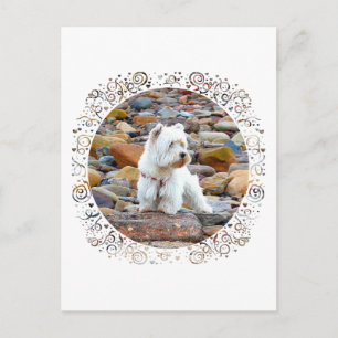 Westie on the Rocks Briefkaart