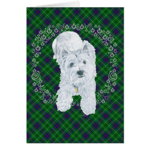 Westie over Tartan