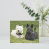 Westie & Scottie Groen Gras Briefkaart (Staand voorkant)
