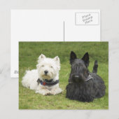 Westie & Scottie Groen Gras Briefkaart (Voorkant / Achterkant)