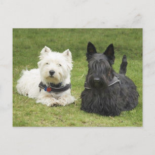 Westie & Scottie Groen Gras Briefkaart