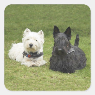 Westie & Scottie Groen Gras Vierkante Sticker