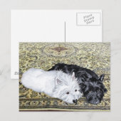 Westie & Scottie in ruste Briefkaart (Voorkant / Achterkant)