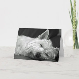 Westie slaapt kaart