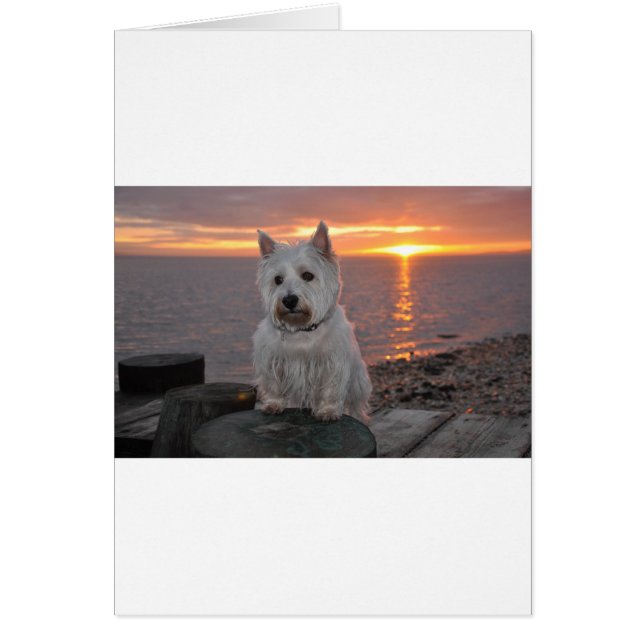 Westie Sunset (Voorkant)