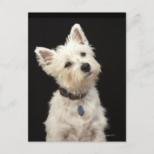 Westie (West Highland shiier) met halsband Briefkaart
