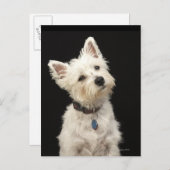 Westie (West Highland shiier) met halsband Briefkaart (Voorkant / Achterkant)