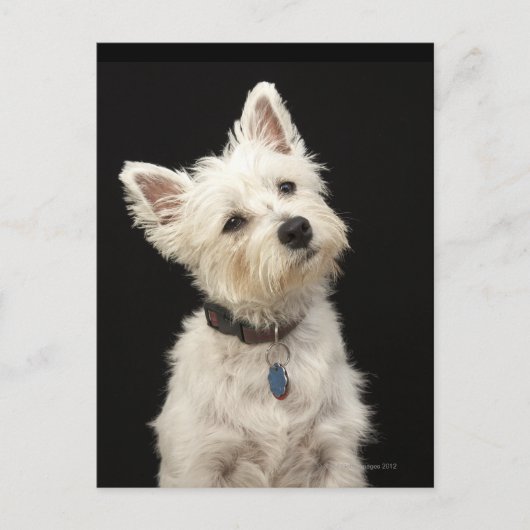 Westie (West Highland shiier) met halsband Briefkaart (Voorkant)