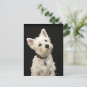 Westie (West Highland shiier) met halsband Briefkaart (Staand voorkant)
