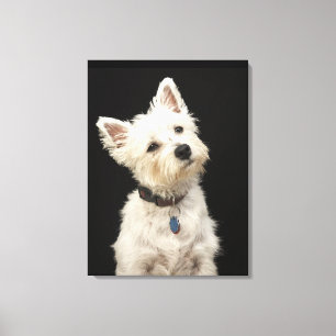 Westie (West Highland shiier) met halsband Canvas Afdruk
