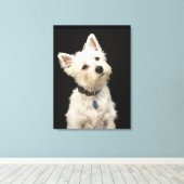 Westie (West Highland shiier) met halsband Canvas Afdruk (Insitu (Houten vloer))