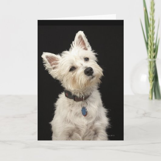 Westie (West Highland shiier) met halsband Kaart (Voorkant)