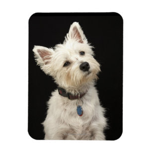 Westie (West Highland shiier) met halsband Magneet